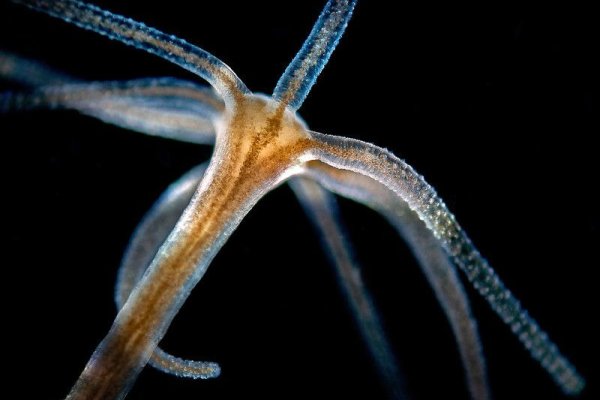 Сайт kraken darknet