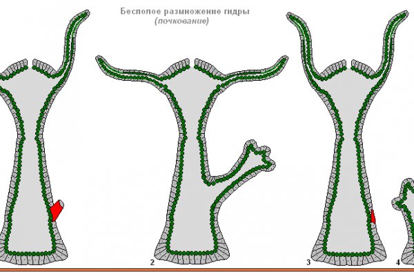 Kraken onion зеркало